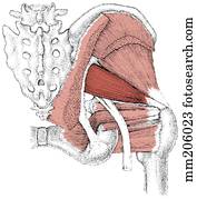piriformis, músculo