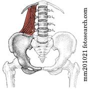 quadratus, lumborum, músculo