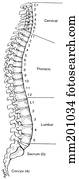 Vertebral column