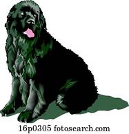cachorro newfoundland