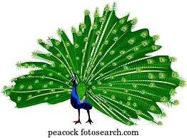 PEACOCKgif, PEACOCK PEACOCKgif, PEACOCK
