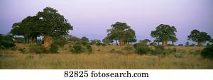 Baobab Trees Tarangire Tanzania Africa