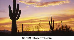 Sunset Saguaro Cactus Saguaro National Park AZ