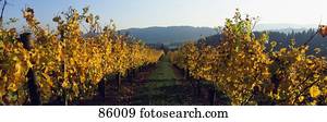 Vineyard Tualatin Valley OR