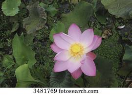 Indonesia, Bali, Flora, Lotus flowers