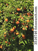portugal, algarve., faro., laranja, árvore. portugal, algarve., faro., laranja, árvore.