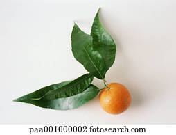 clementines with leaves