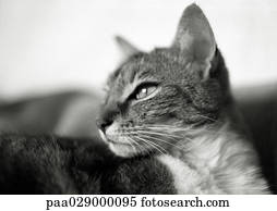 猫, 顔, 終わり, 。 ピクチャー  paa029000074  Fotosearch