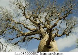 Baobab tree