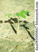 Baobab tree seedling