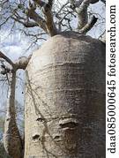 Baobab tree