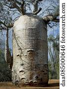 Baobab tree