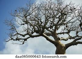 Baobab tree