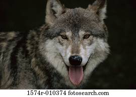 Gray Wolf