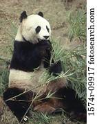 panda gigante