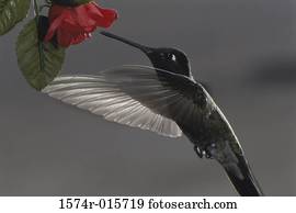 Black-chinned, hummingbird