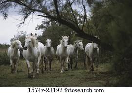 camargue, cavalos