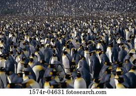 High angle view of King Penguins (Aptenodytes patagonicus)