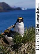 Two Macaroni Penguins (Eudyptes chrysolophus)
