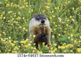 Waldmurmeltier Stock Fotos | 1000+ Waldmurmeltier Bilder | Fotosearch