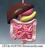 Digestive System Digestive System