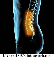 Lumbar Vertebrae Lumbar Vertebrae