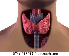 Thyroid Gland Thyroid Gland