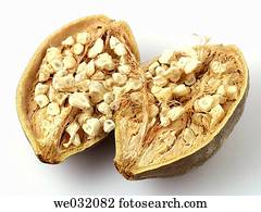 Baobab fruits and seeds