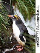 Adult Macaroni penguin (Eudyptes chrysolophus) in tussock grass on South Georgia Island, southern Atlantic Ocean