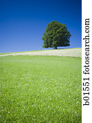 A single tree in a landscape