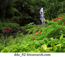 cachoeira, em, um, floresta