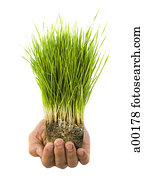 Close-up of grass growing in soil on a person's palm