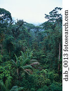 High angle view of a tropical jungle
