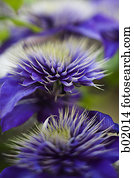 High angle view of flowers