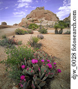 Hoher Blick auf die Kakken in der Wüste