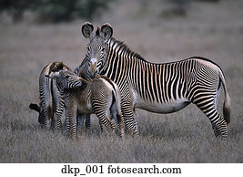 rebanho zebras, em, a, selvagem