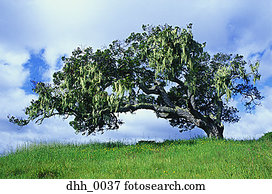 árvore, em, um, gramado