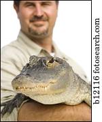 animal, manipulador, com, jacaré