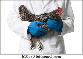 Animal researcher holding a chicken