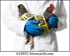 Animal researcher holding infected chicken