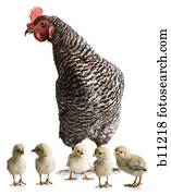 galinha, com, jovem, pintainhos