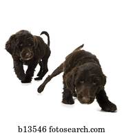 gêmeo, filhotes cachorro