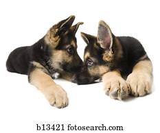 pastor alemão, filhotes cachorro