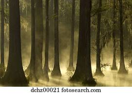 Trees in water with mist