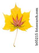 Autumn leaves cutout