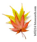 Autumn leaves cutout