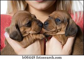 mulher segura, filhotes cachorro