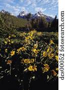 Wildflowers in valley