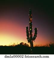 cacto, com, luzes natal