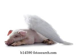 porca, com, asas, deitando-se